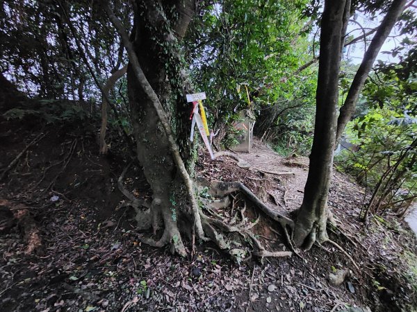 20241229界寮縱走下汐止2721687