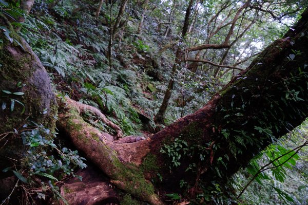 新竹關西鎮 水田林道之貴妃&那結山連走1539759