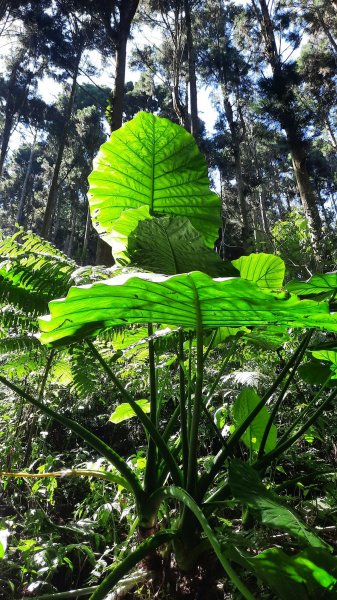 《南投》竹林台灣杉｜溪頭山竹崙山志騰山O繞202302182035891