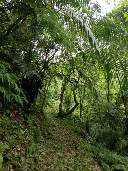 雙溪區平水+外柑腳山去回2784068
