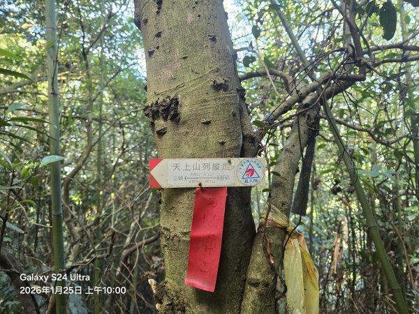 2026-01-25微笑山線：【天上山系】望月亭桐花段2988217