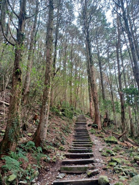 【台中和平】巧遇藍腹鷴帝雉。 稍來山步道2749899