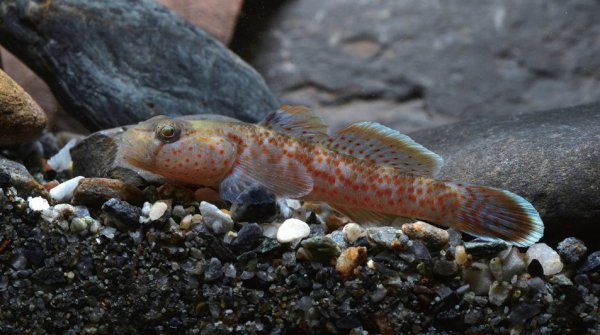 【活動】陽明山國家公園管理處遊客中心5月至7月辦理「陽明山溪流魚類生態特展」