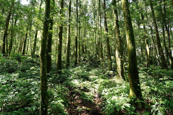 新北 烏來 大礁溪山2821591