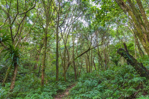 [宜蘭]鵲子山2932525