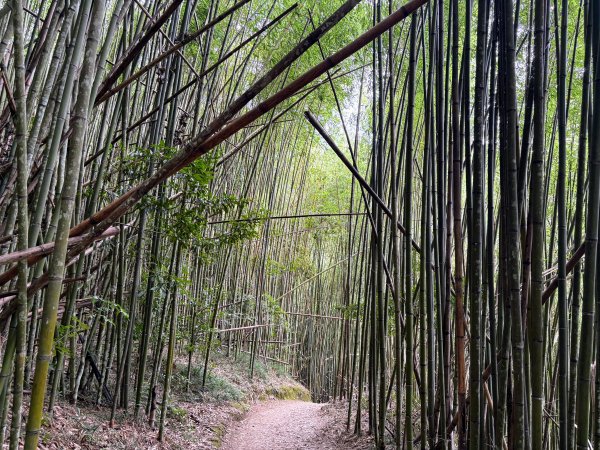 司馬庫斯巨木群登山步道2862142