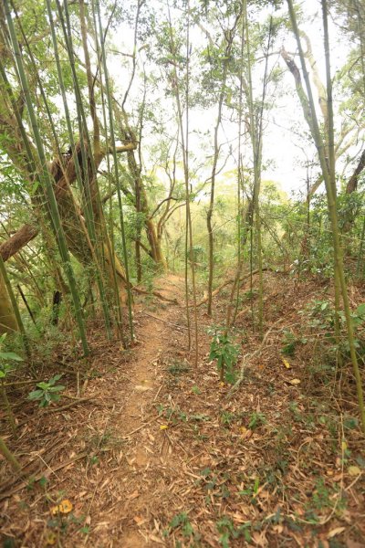 七塊山 トワコム山 遛狗路線2023234