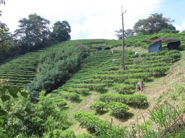 澀水森林步道(+水上瀑布)2915713