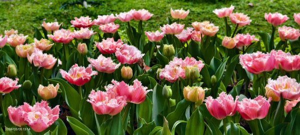 #士林官邸 #鬱金香 #碧山巖 #椿寒櫻 #國父紀念館 #八重櫻 3/5 #三層崎 #嗄嘮別 3/63010409