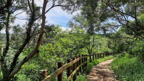 《台中》綠蔭夏蟬｜大肚環保公園登山步道O型202206261745162