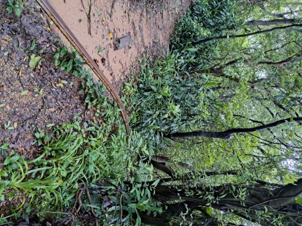 小百岳集起來劍潭親山步道3103145