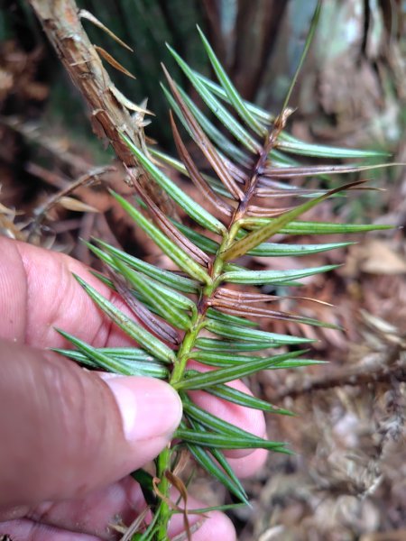 守關山南峰 守關山 守城大山2919112