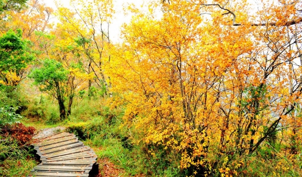 台灣山毛櫸步道- 健行筆記