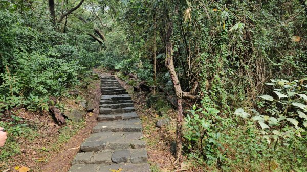 20260302忠義山.小坪頂山.貴子坑山大O走3009799