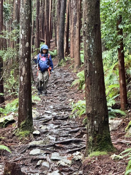 回程下雨的 松鶴上 八仙山 202510252925761