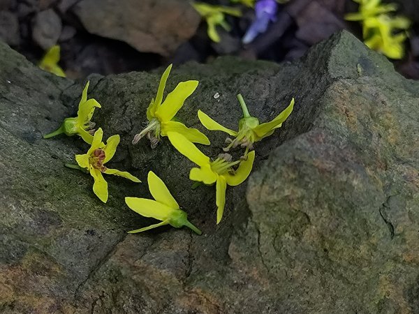 塘湖古道看到的花花草草2593951