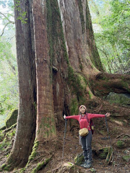 鎮西堡巨木步道B區全段+A區部分3008519