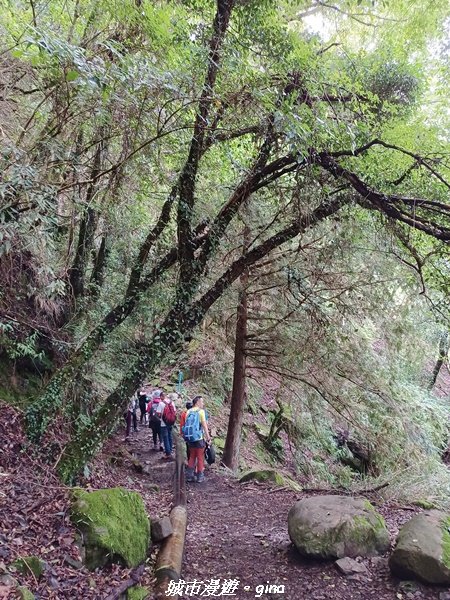 【嘉義縣阿里山鄉】避暑山林芬多精。 石山引水道步道、鹿林前山瀑布2280181