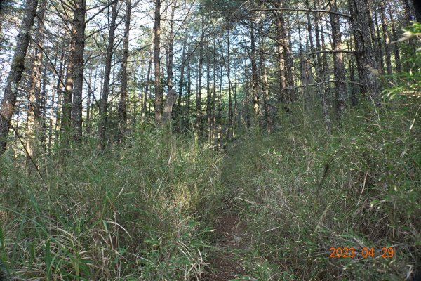 南投 仁愛 武法奈尾山2133743