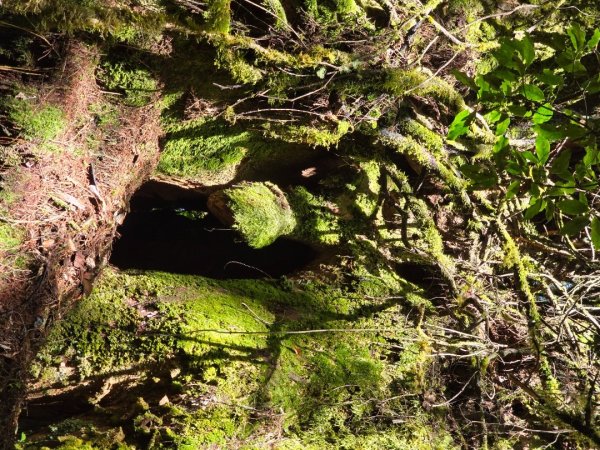 郡大林道19k之郡大神木群二刷～雲海滿出來～2451895