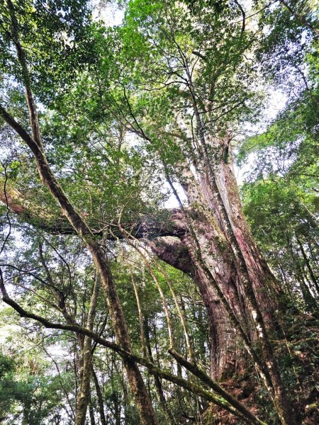鎮西堡巨木群步道(B區)-(新竹)臺灣百大必訪步道3007831
