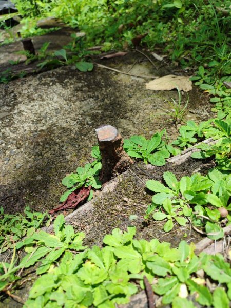 二趴子植物園2218646