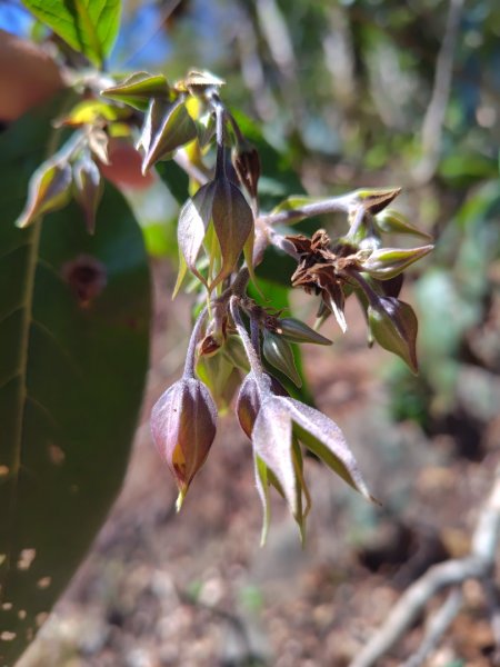 東埔走八通關古道訪龍貓公車繞對關山O型2962775