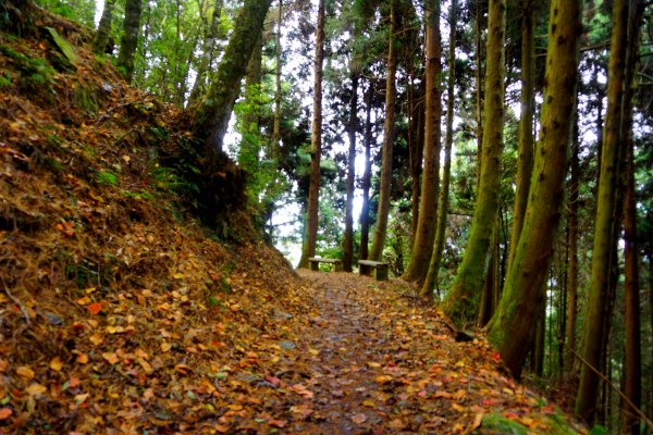 檜山巨木森林步道481514