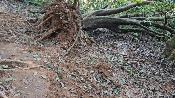 20251215林口森林步道+太平嶺海濱步道2969377