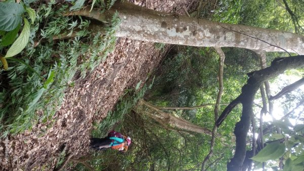 逐鹿卡保山賞一葉蘭2760873