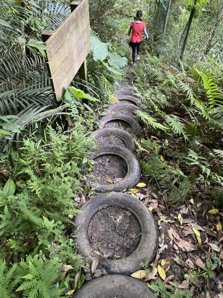 20250706-EP.08四寮溪生態步道-2025森遊竹縣皮皮獅探險隊2851860