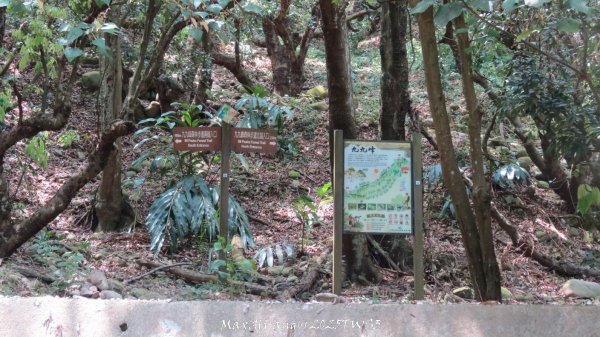 《南投》峰峰相連｜草屯九九峰森林步道O型202509062879316