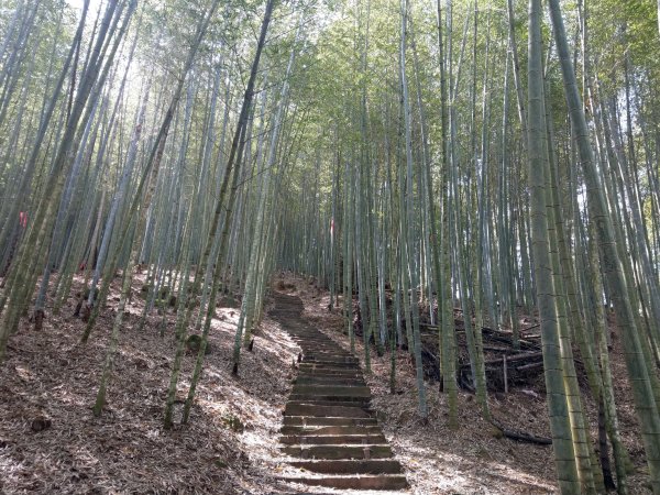 石壁山(小百岳#55)及嘉南雲峰。穿越武俠電影場景之孟宗竹林區1363336