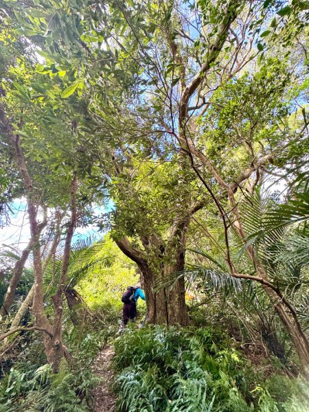 太元宮-關西玉山前-玉山/南柯山-東獅頭山/赤柯山南峰-赤柯山-太元宮 O繞2958050