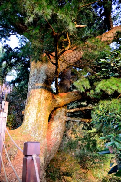 南觀音山,大坑4號頭嵙山545322