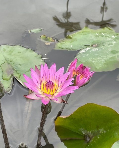 桃園大溪-花彩節🌼李騰芳古厝-月眉落雨松2934755