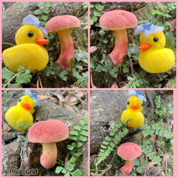 山野中的小精靈🧚‍♂️2843314