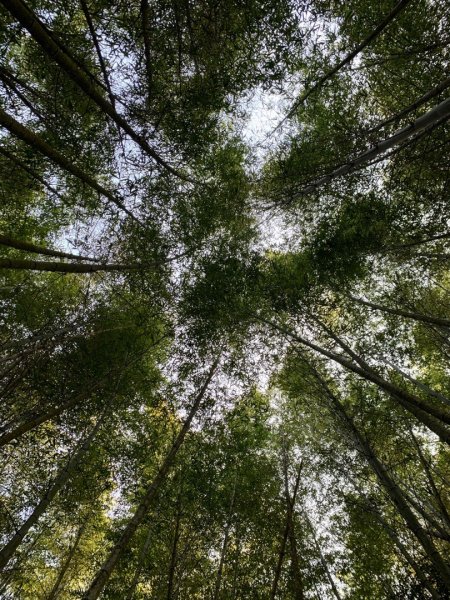 2021.03.14 「水社大山 」1307258