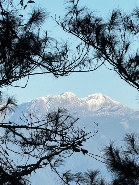 1140209雪見北坑山大板根2709944