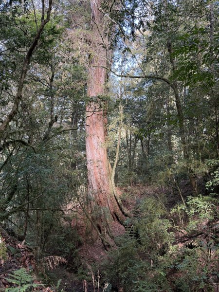 鎮西堡巨木步道B區全段+A區部分3008530
