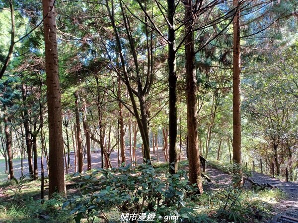 【台中和平】在虐腳的陡上中持續前進。 谷關七雄-八仙山主峰步道2367675