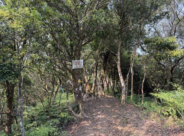 [微笑山線_第八段] 2026_0411 二格山系_炙子頭山3035083