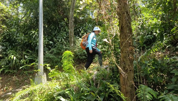 (姨婆趴趴走)第五十三集:台北內湖三山（白鷺鷥山、康樂山、明舉山）連走2774616