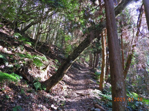 新竹 五峰 霞喀羅大山(石鹿大山)1238082