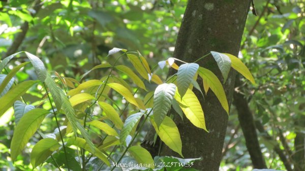 《南投》峰峰相連｜草屯九九峰森林步道O型202509062879274