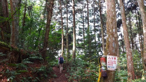 〔中級山〕新竹五峰鄉 民都有山（面托油山）民都有北峰2307334