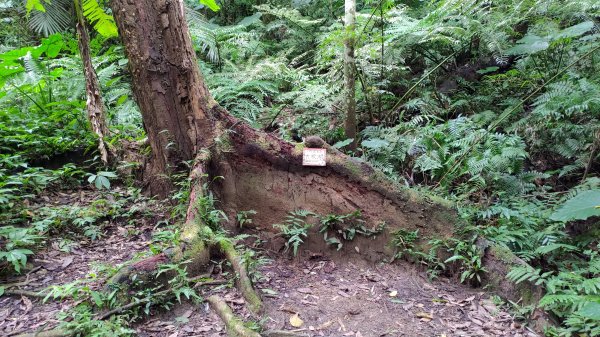 雙石縱走加碼蓬萊仙島山2997558