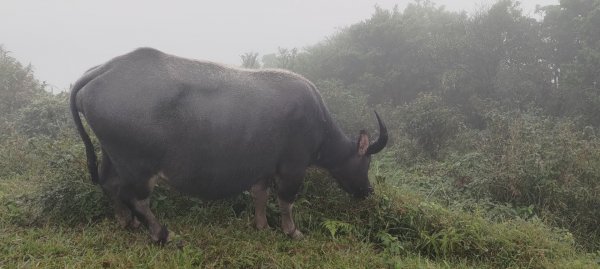 桃源谷，草嶺古道縱走1902826