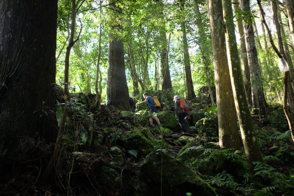 苗栗南庄鄉 二訪加里山 ‧ 2025春 哈加2753374