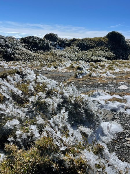 歡樂腳合歡北峰瑞雪2400957